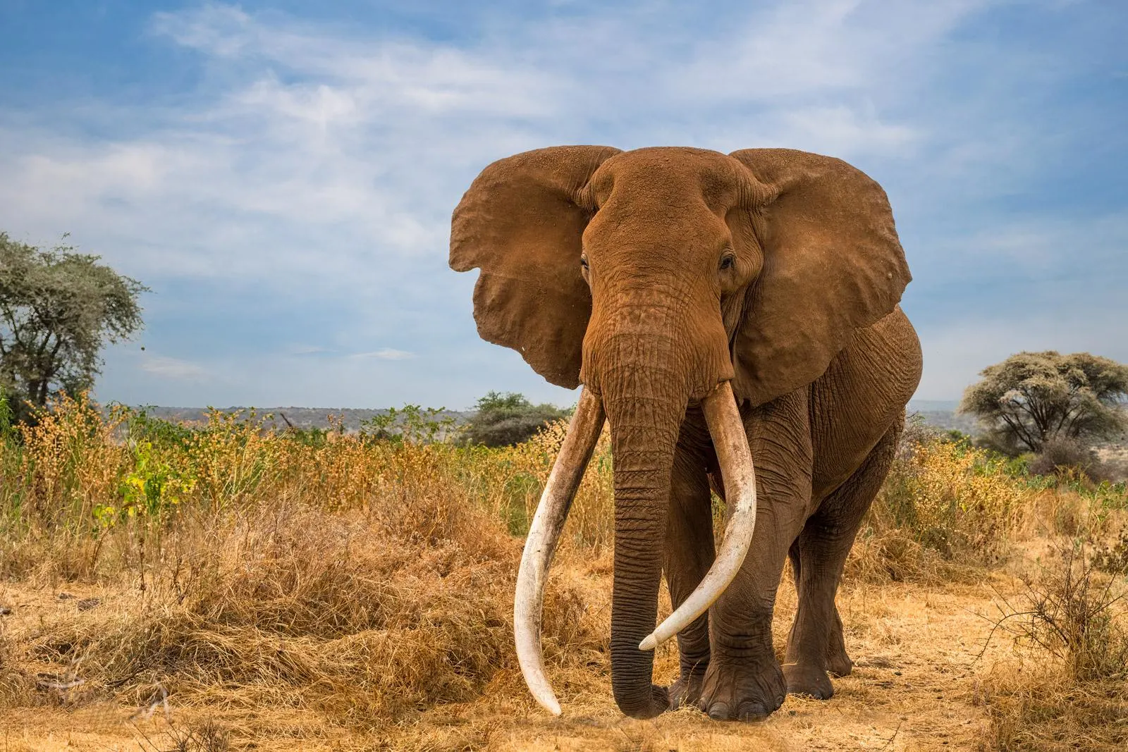 Craig the legendary Super Tusker elephant in Amboseli